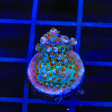 ARC Fireworks Acropora Coral