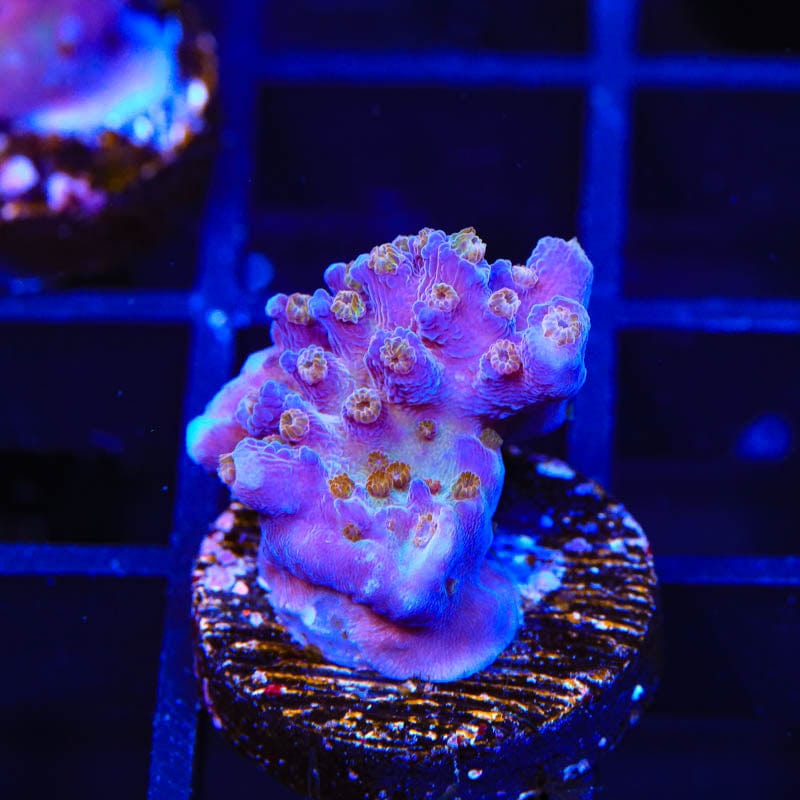 ARC Fireworks Acropora Coral