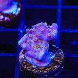 ARC Fireworks Acropora Coral