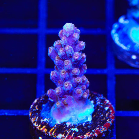 ARC Fireworks Acropora Coral
