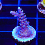 ARC Fireworks Acropora Coral