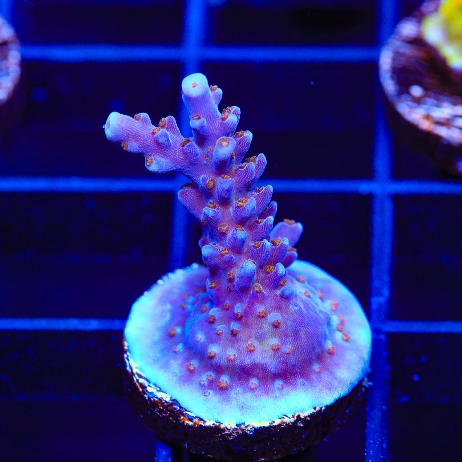 ARC Fireworks Acropora Coral