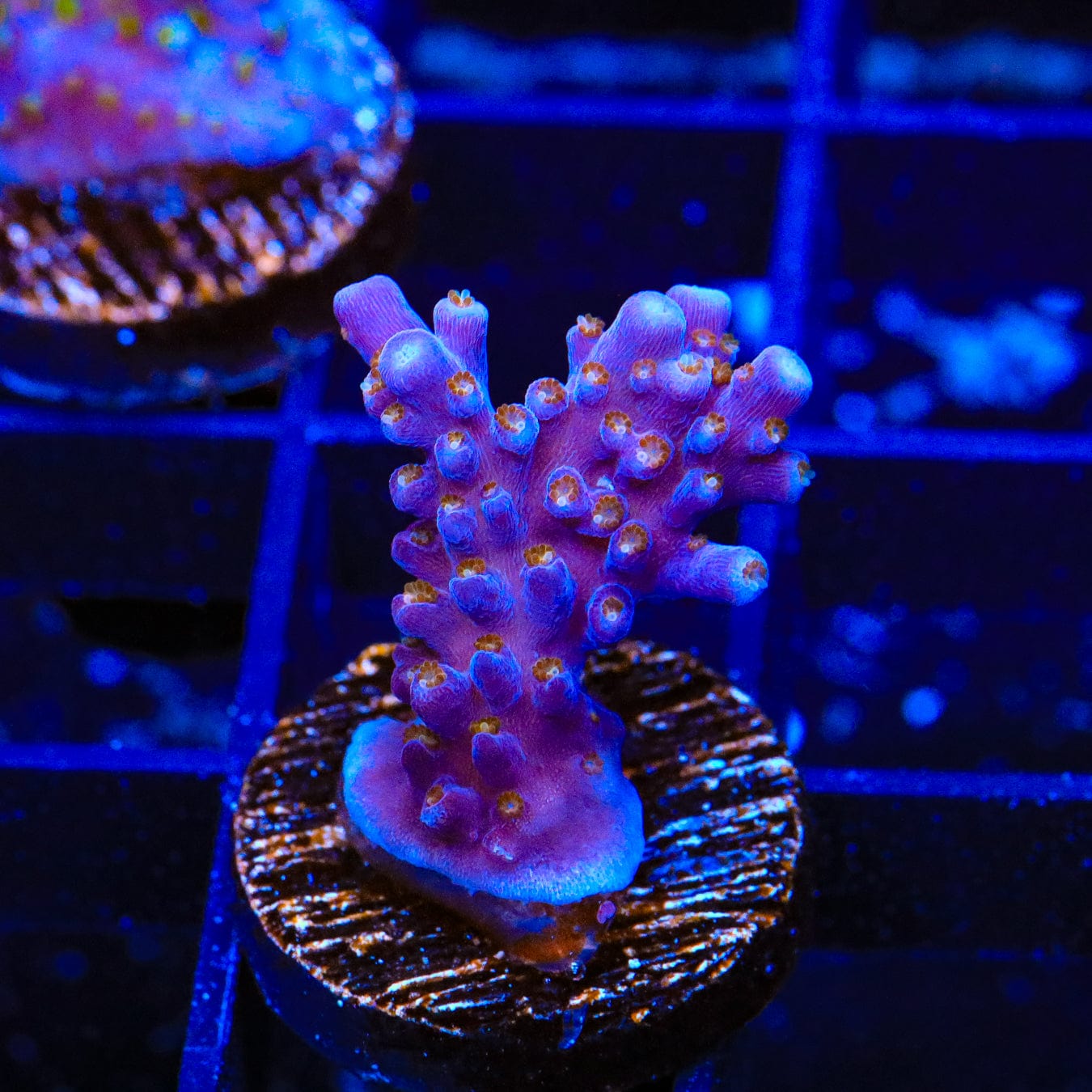 ARC Fireworks Acropora Coral – Almost WYSIWYG – Top Shelf Aquatics