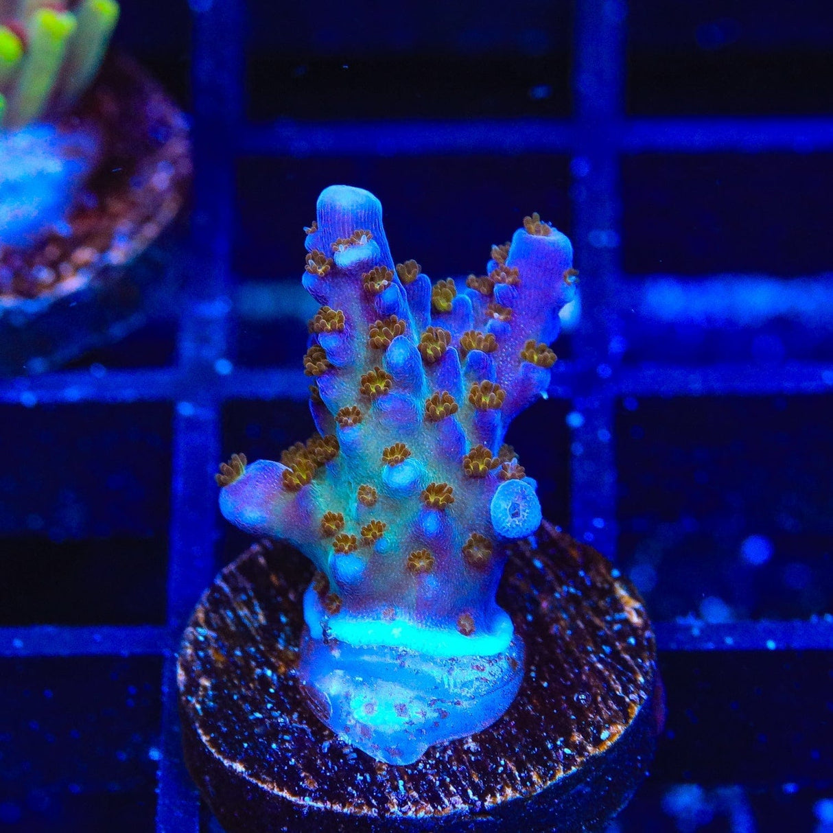 ARC Fireworks Acropora Coral