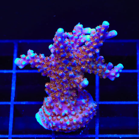ARC Fireworks Acropora Coral