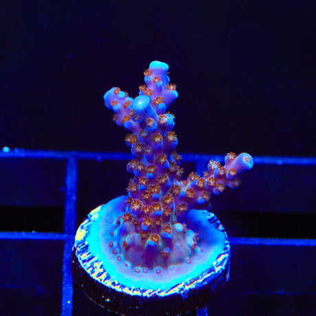 ARC Fireworks Acropora Coral