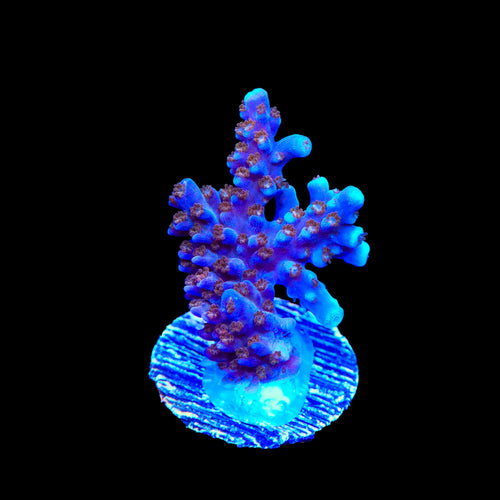 ARC Fireworks Acropora Coral