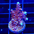 ARC Fireworks Acropora Coral
