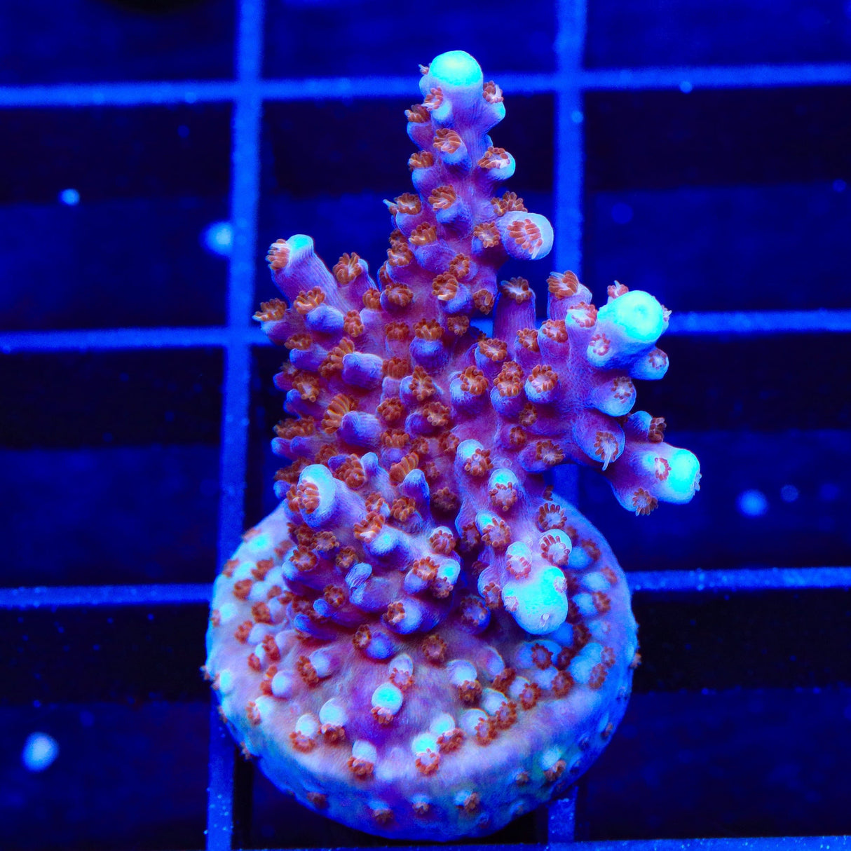 ARC Fireworks Acropora Coral
