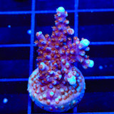 ARC Fireworks Acropora Coral