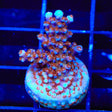 ARC Fireworks Acropora Coral