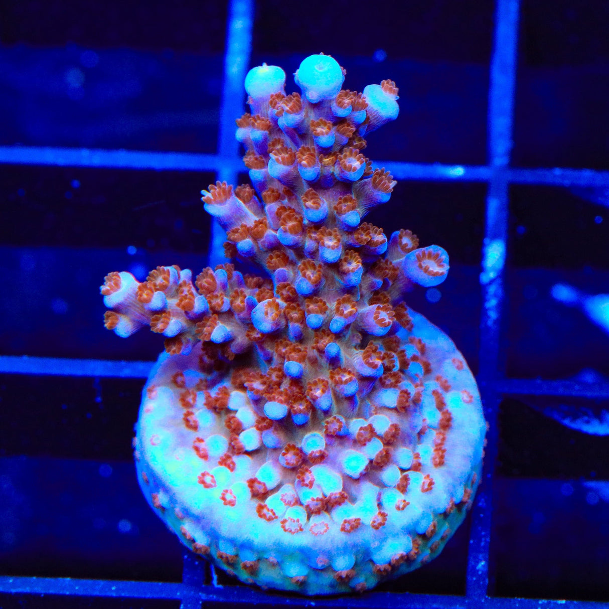 ARC Fireworks Acropora Coral