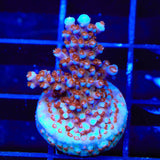 ARC Fireworks Acropora Coral