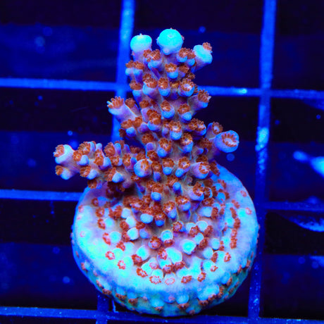 ARC Fireworks Acropora Coral