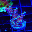 ARC Fireworks Acropora XL Frag Coral