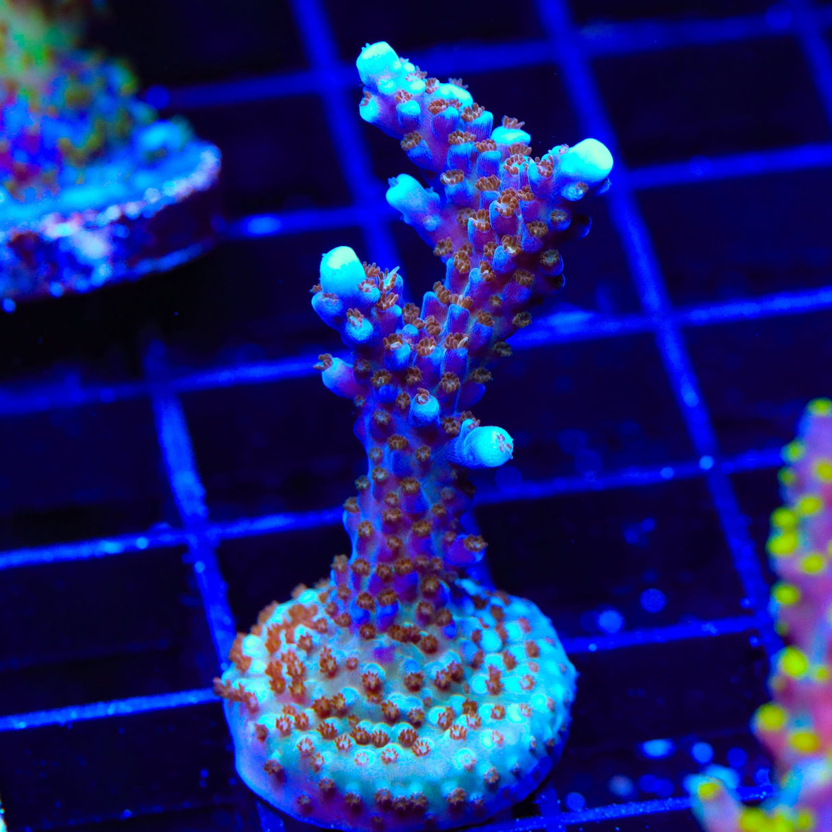 ARC Fireworks Acropora XL Frag Coral