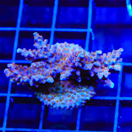 ARC Fireworks Acropora XL Frag Coral
