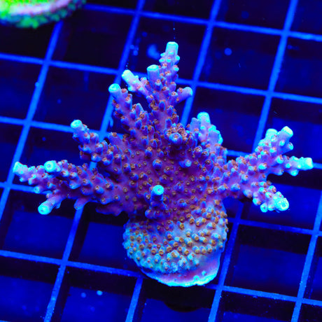 ARC Fireworks Acropora XL Frag Coral