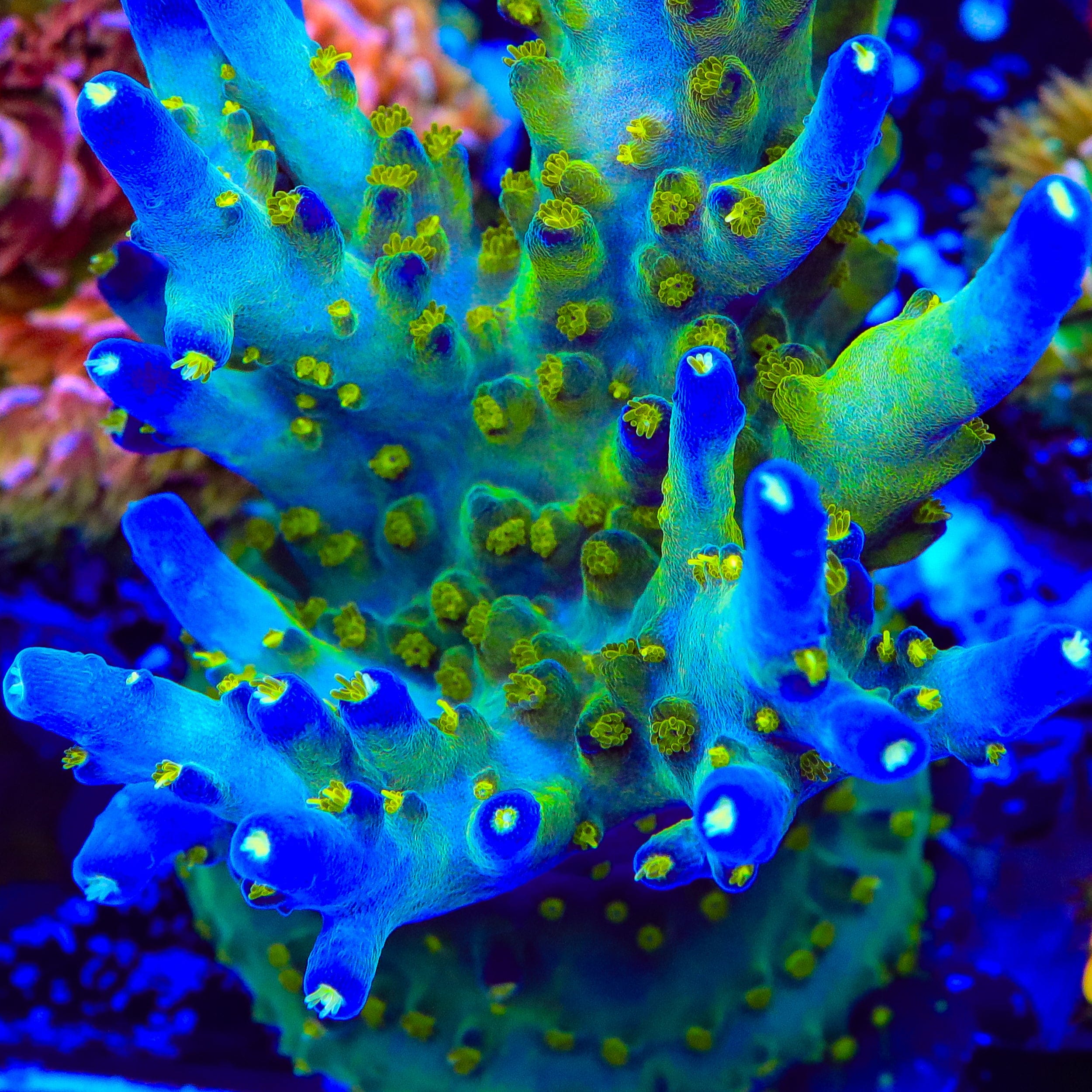 Ari's Avalanche Acropora Coral