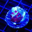 Armageddon Mushroom Coral