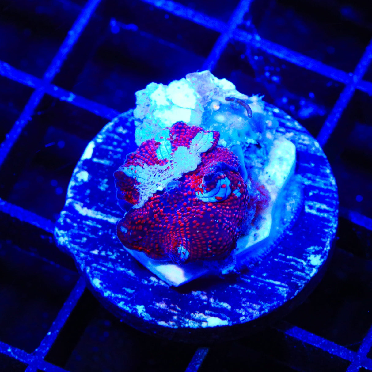 Armageddon Mushroom Coral