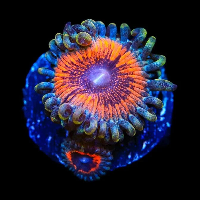 Armor of God Zoanthids Coral