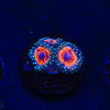 Armor of God Zoanthids Coral