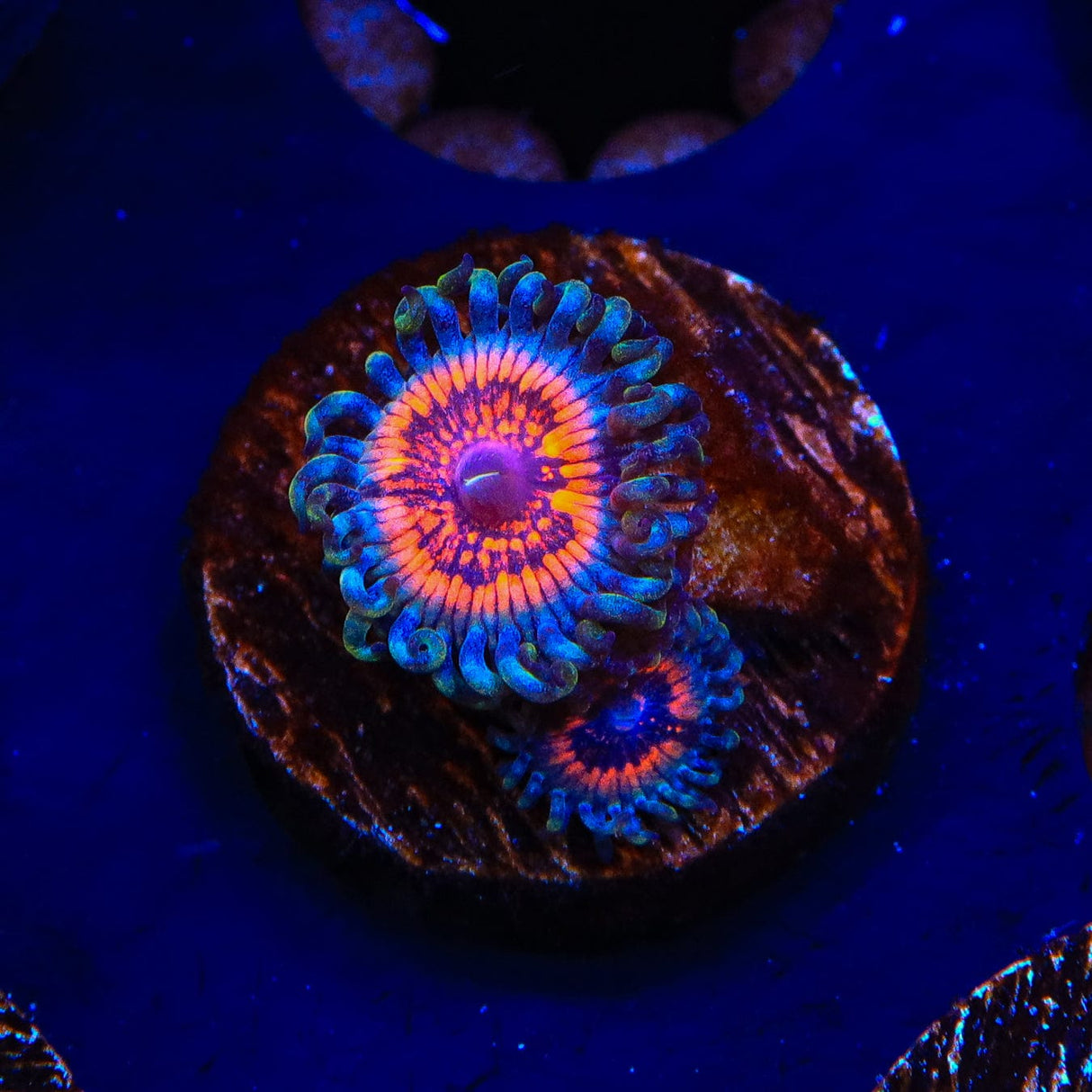 Armor of God Zoanthids Coral