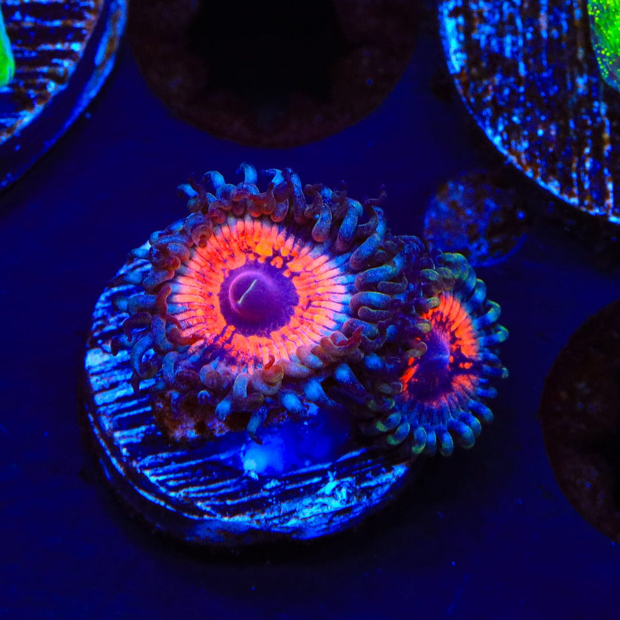 Armor of God Zoanthids Coral