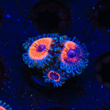 Armor of God Zoanthids Coral