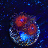 Armor of God Zoanthids Coral