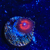 Armor of God Zoanthids Coral