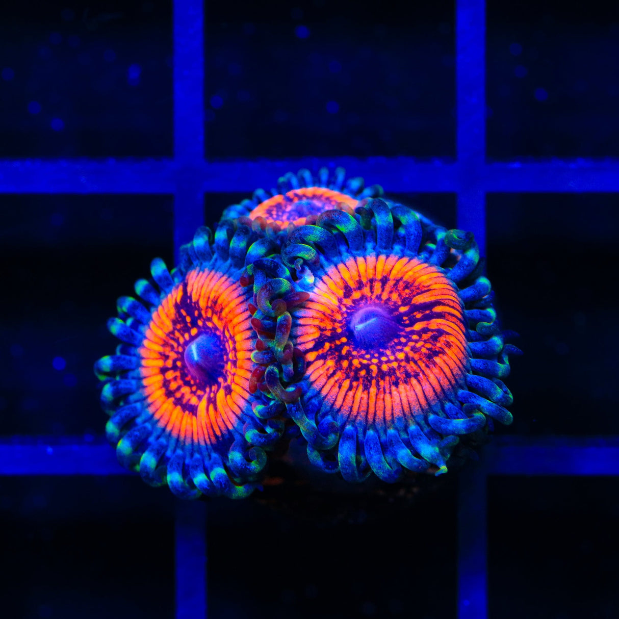 Armor of God Zoanthids Coral