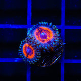 Armor of God Zoanthids Coral