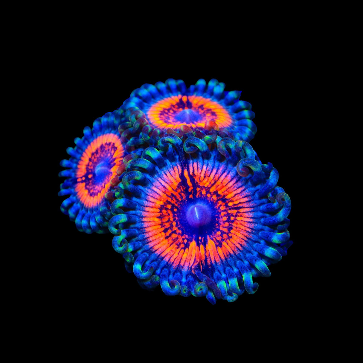 Armor of God Zoanthids Coral