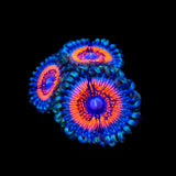 Armor of God Zoanthids Coral