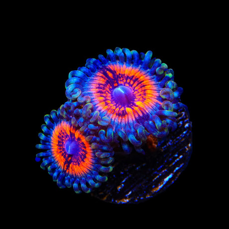 Armor of God Zoanthids Coral