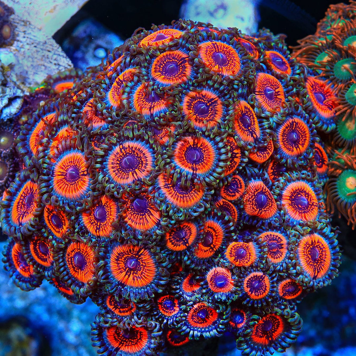 Armor of God Zoanthids Coral