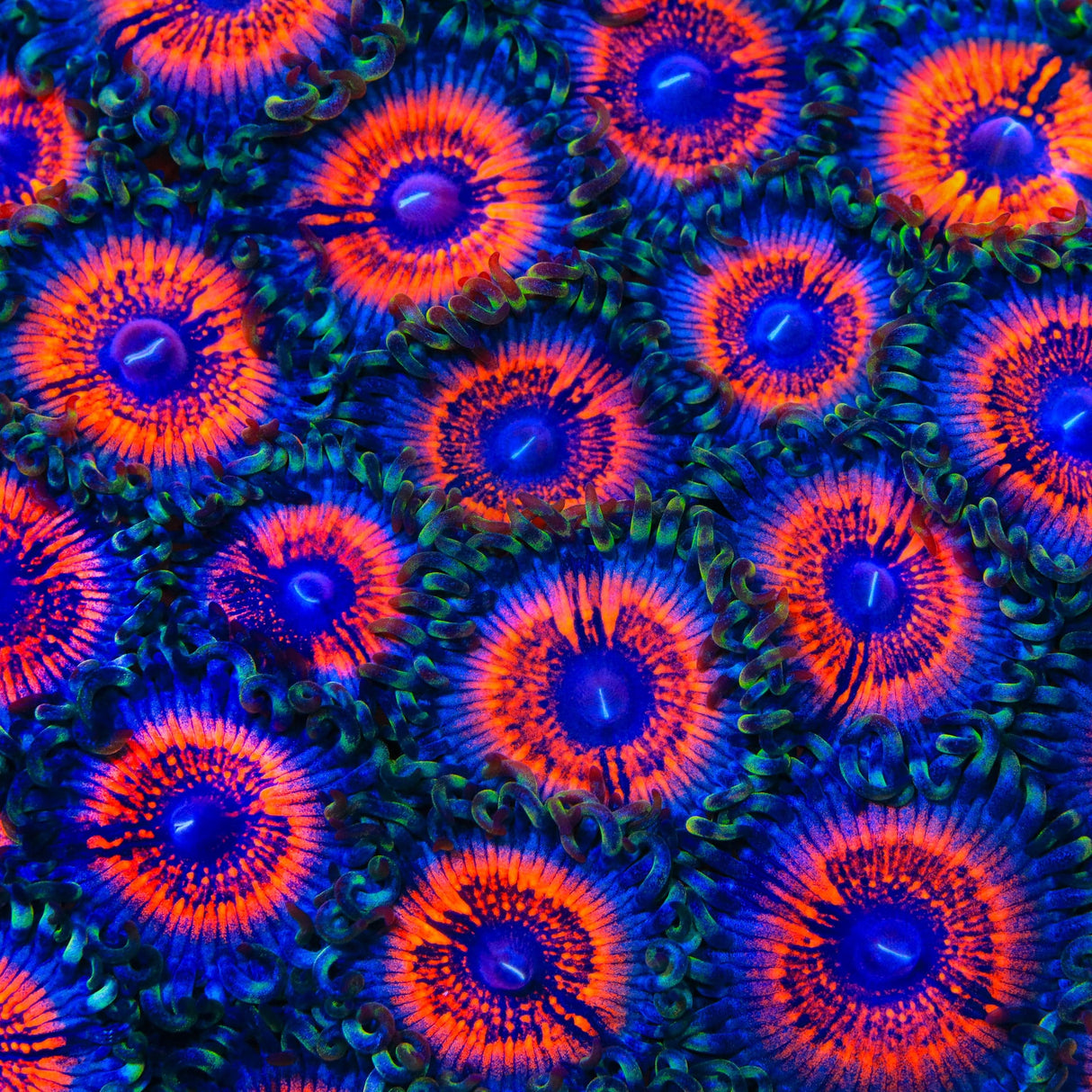 Armor of God Zoanthids Coral