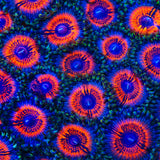 Armor of God Zoanthids Coral