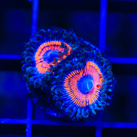 Armor of God Zoanthids Coral