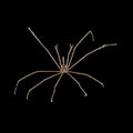 Arrow Crab – Stenorhynchus seticornis