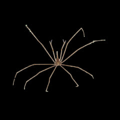 Arrow Crab – Stenorhynchus seticornis