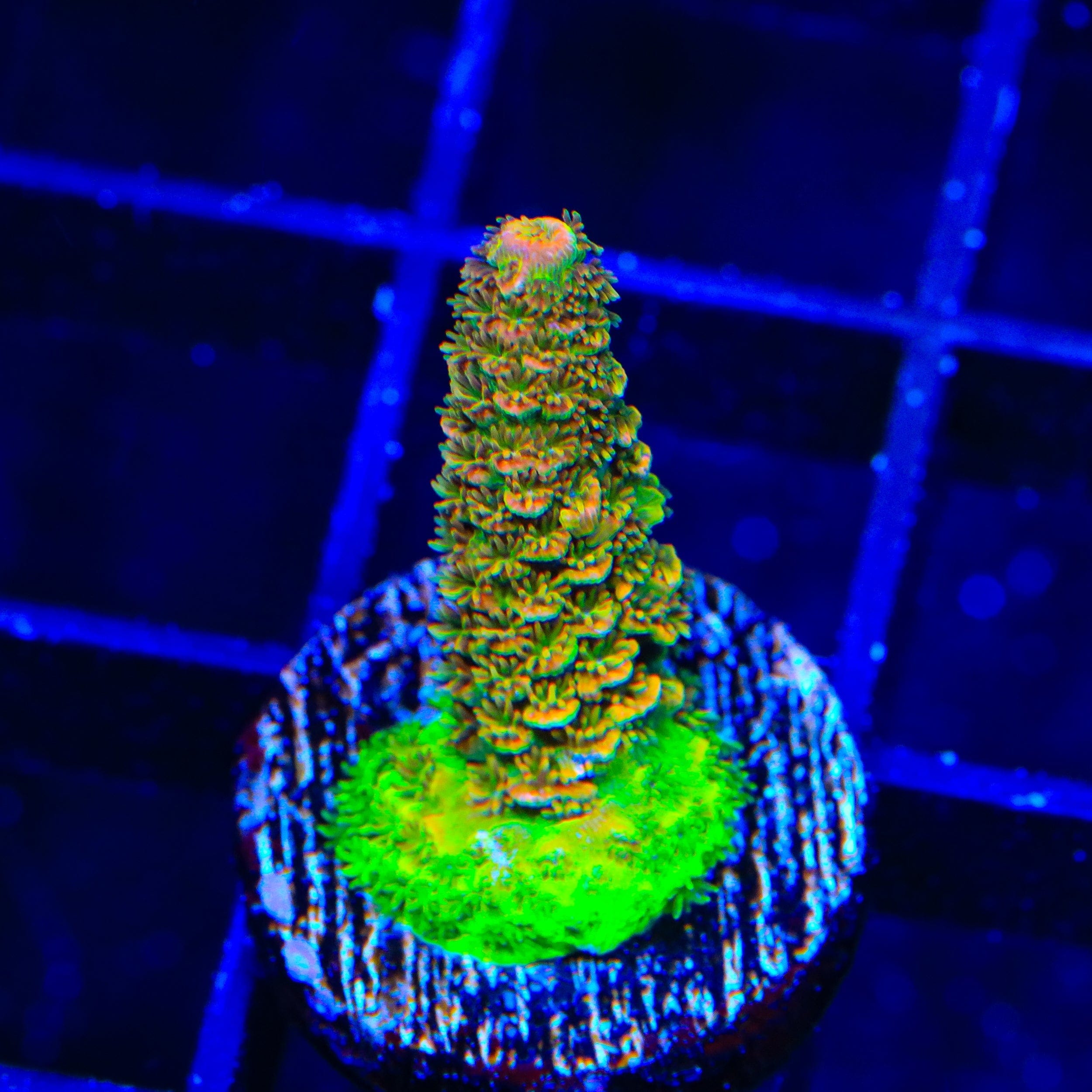 ASD Rainbow Millepora Acropora Coral – Almost WYSIWYG – Top Shelf