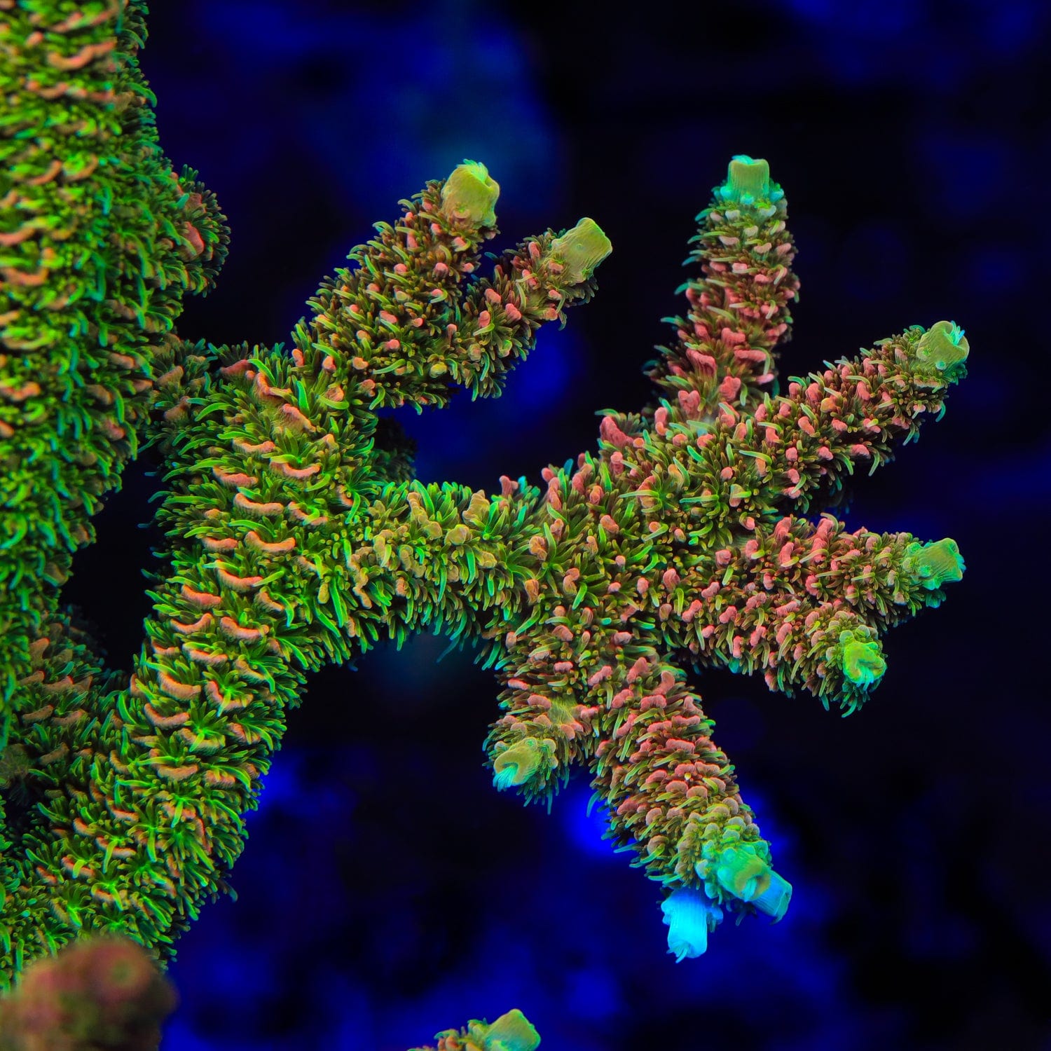 ASD Rainbow Millepora Acropora Coral – Cut to Order – Top Shelf Aquatics