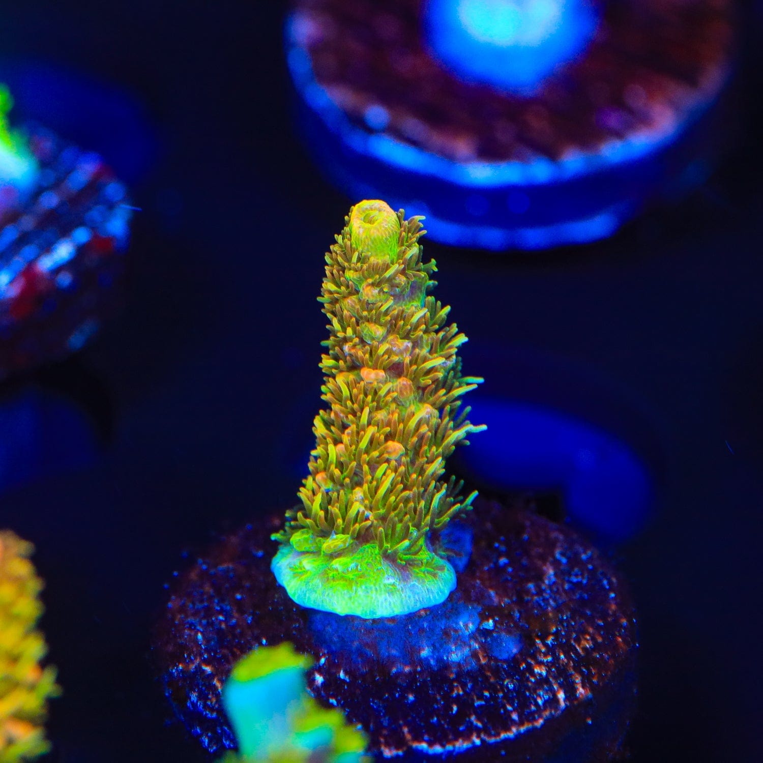 ASD Rainbow Millepora Acropora Coral – Top Shelf Aquatics