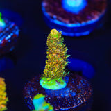 ASD Rainbow Millepora Acropora Coral