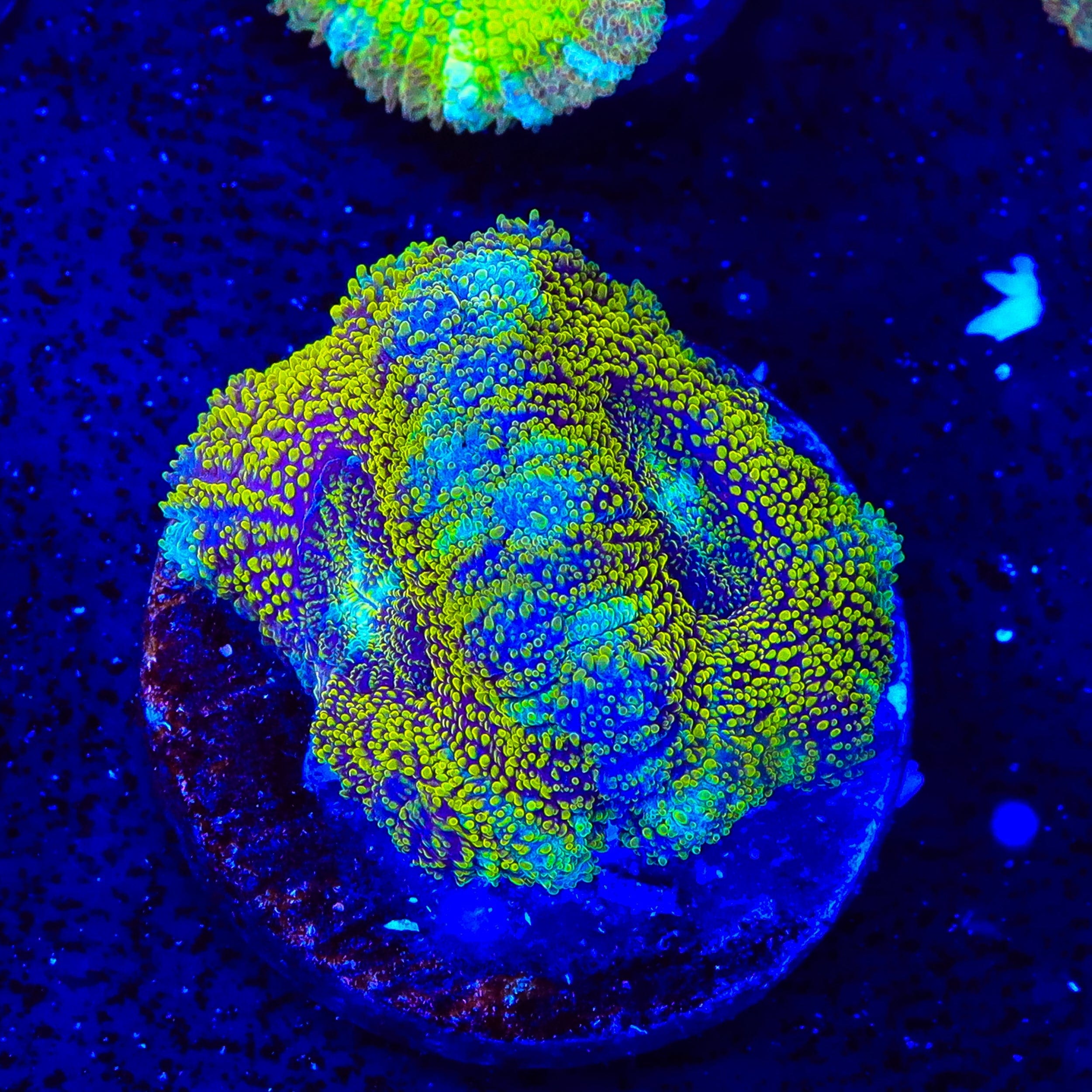 Asian Glitter Do the Dew Deep Water Acan Coral