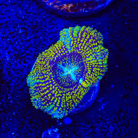 Asian Glitter Do the Dew Deep Water Acan Coral