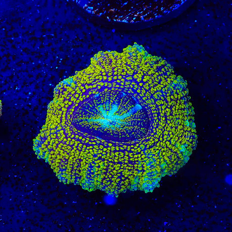 Asian Glitter Do the Dew Deep Water Acan Coral